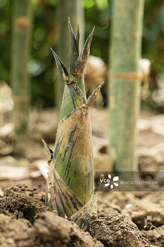 佛山张槎沙口笋图片素材
