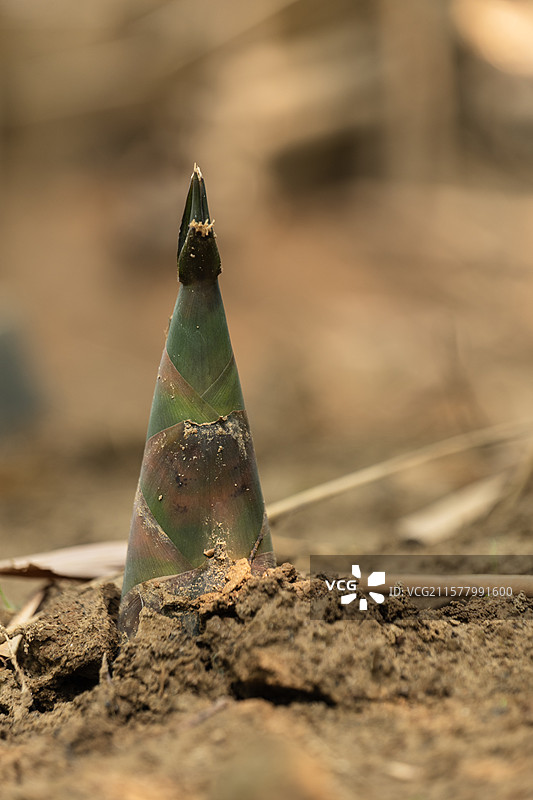 佛山张槎沙口笋图片素材