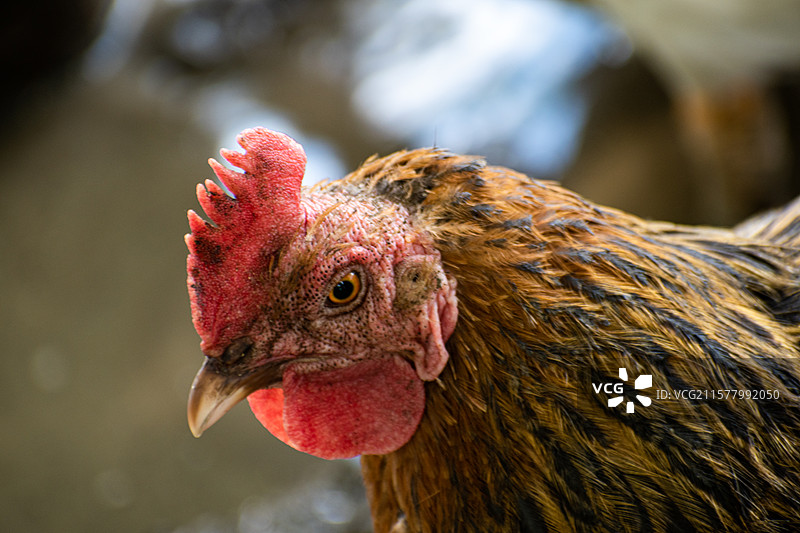 农家养殖、农家养殖、鸭子、鸳鸯鸭、大鹅、养殖业、鸭、麻鸭、鸡、公鸡图片素材
