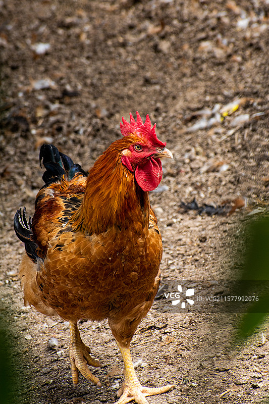 农家养殖、农家养殖、鸭子、鸳鸯鸭、大鹅、养殖业、鸭、麻鸭、鸡、公鸡图片素材