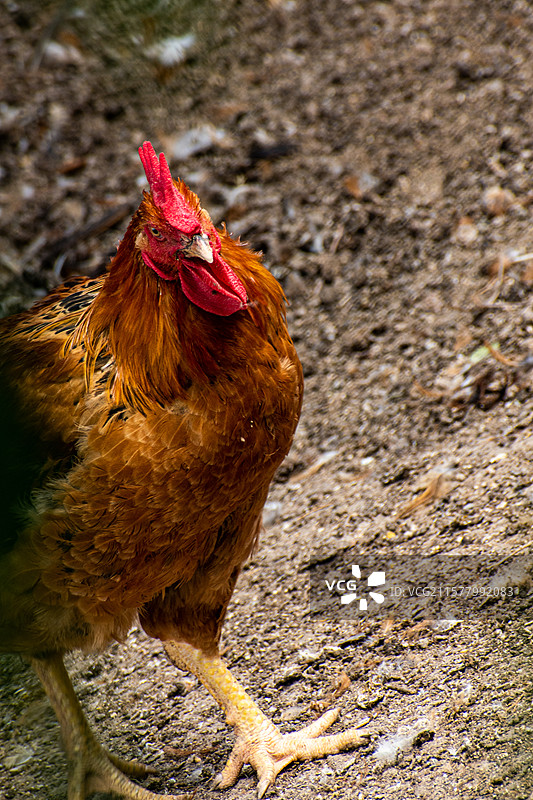 农家养殖、农家养殖、鸭子、鸳鸯鸭、大鹅、养殖业、鸭、麻鸭、鸡、公鸡图片素材
