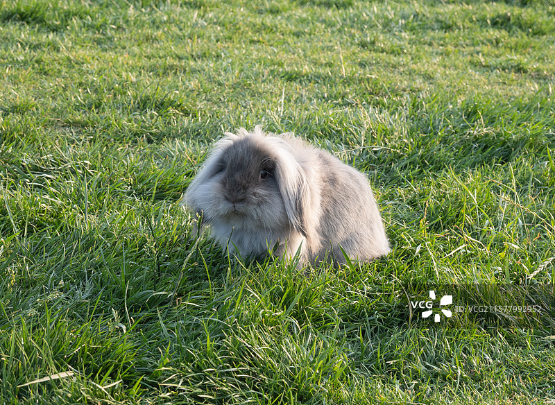 垂耳兔图片素材