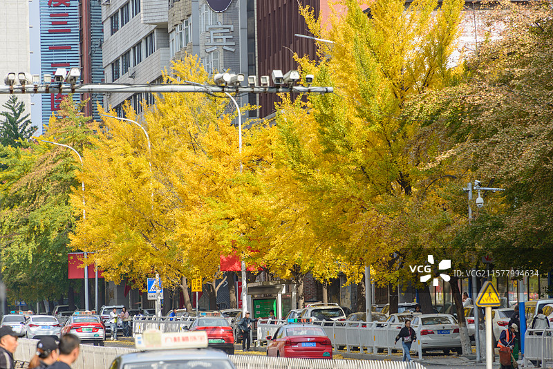 辽宁省本溪市平山区解放北路银杏树秋色图片素材