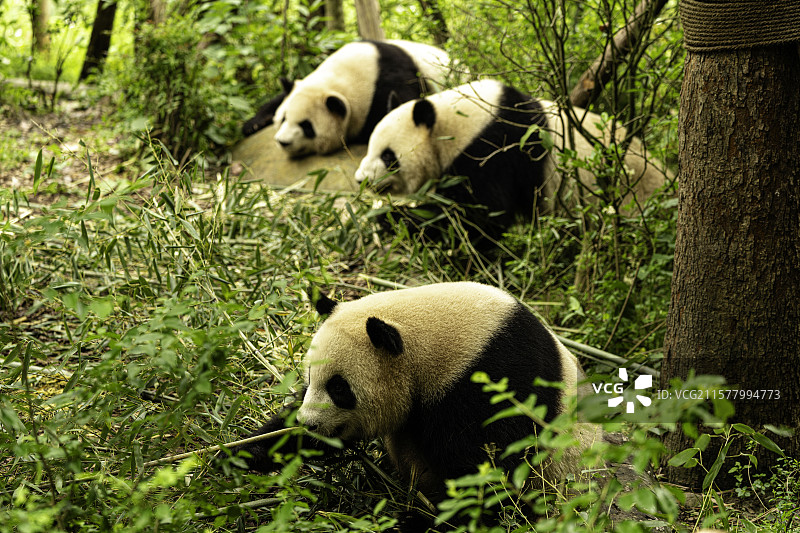 成都熊猫谷，大熊猫和小熊猫在自然环境中悠闲进食竹子，展现其可爱生活状态与生态习性。图片素材