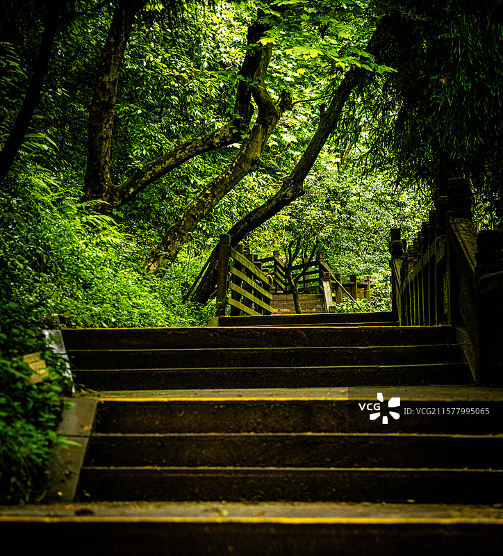 成都青城山风景区内的郁郁葱葱森林，木桥横跨山谷，屋檐雕刻展现中国传统文化之美。图片素材
