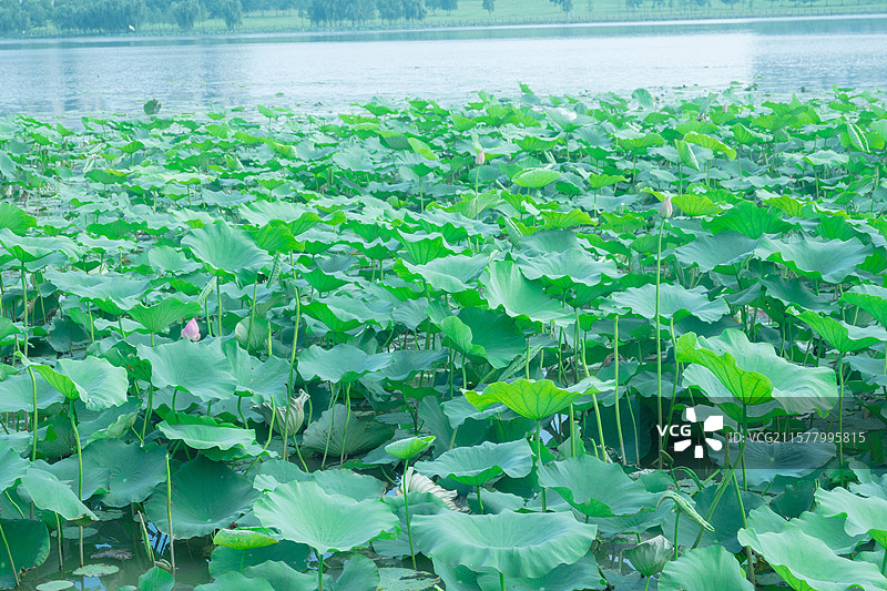 武汉黄家湖湿地公园夏季绿色静谧风光图片素材