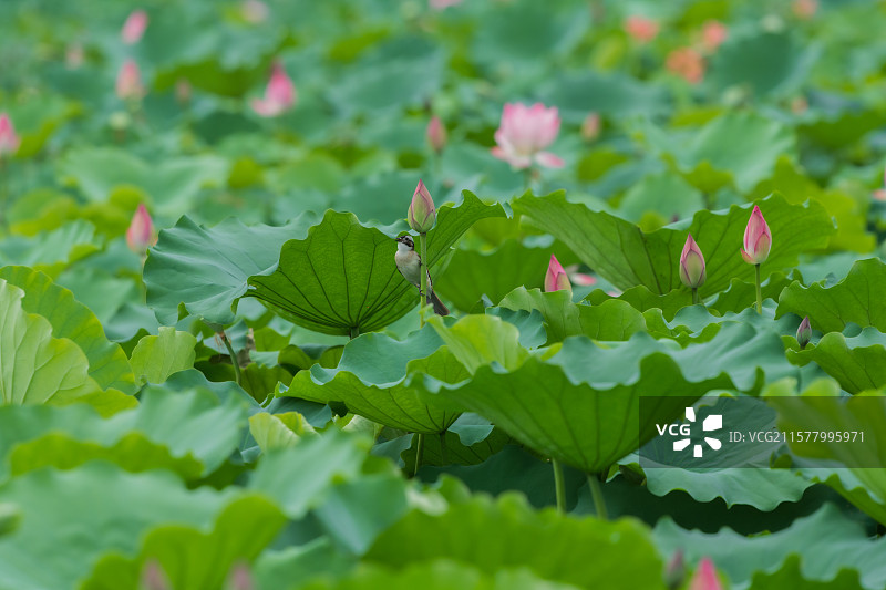 一只白头翁在荷塘里找虫子图片素材