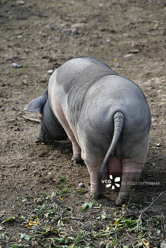 安徽西递 青砖黛瓦间的徽州记忆图片素材