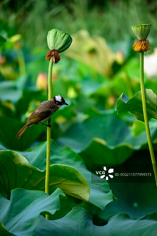 莲子Lotus Seeds图片素材