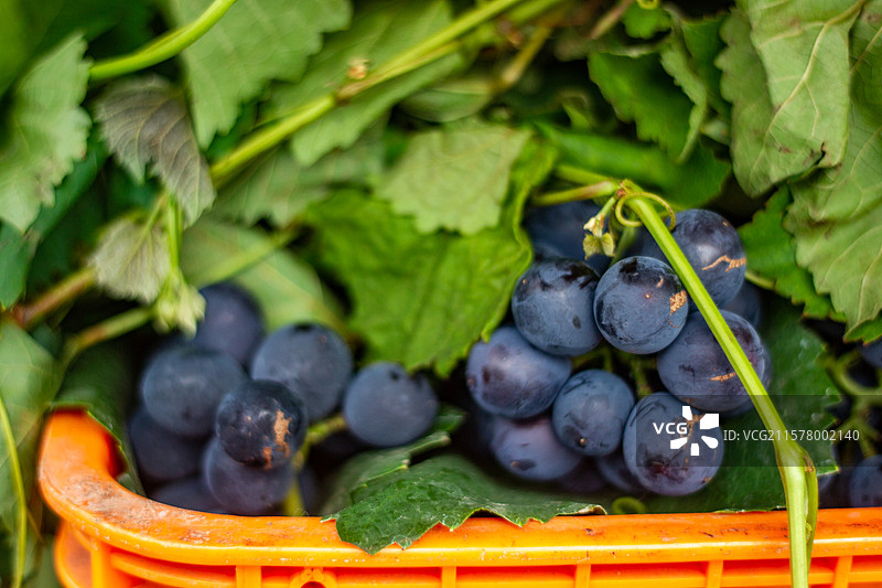 四川省绵阳市售卖的水果，葡萄，提子，生长，成熟，采摘，图片素材