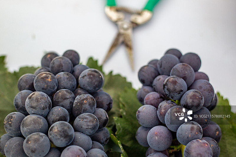 四川省绵阳市售卖的水果，葡萄，提子，生长，成熟，采摘，图片素材