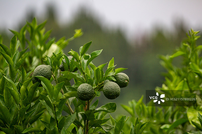 四川省绵阳市户外生长的砂糖橘，橘子，柑子，橙子图片素材
