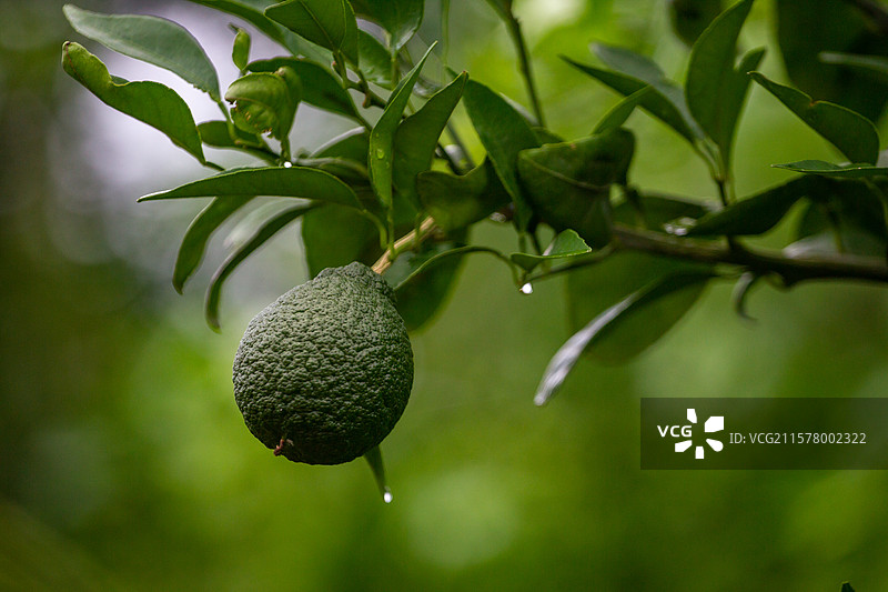 四川省绵阳市户外生长的砂糖橘，橘子，柑子，橙子图片素材