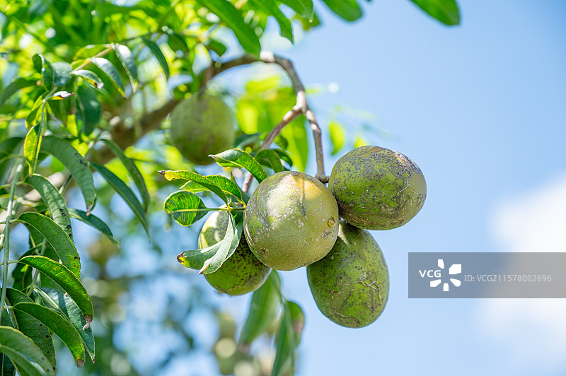 海南三亚热带气候水果橄榄治愈唯美慢镜头图片素材