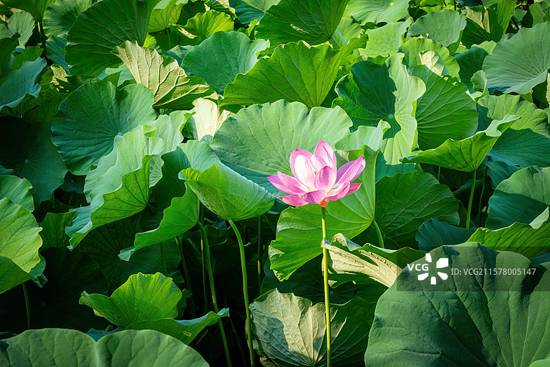 北京大学勺园荷塘的荷花与莲叶图片素材