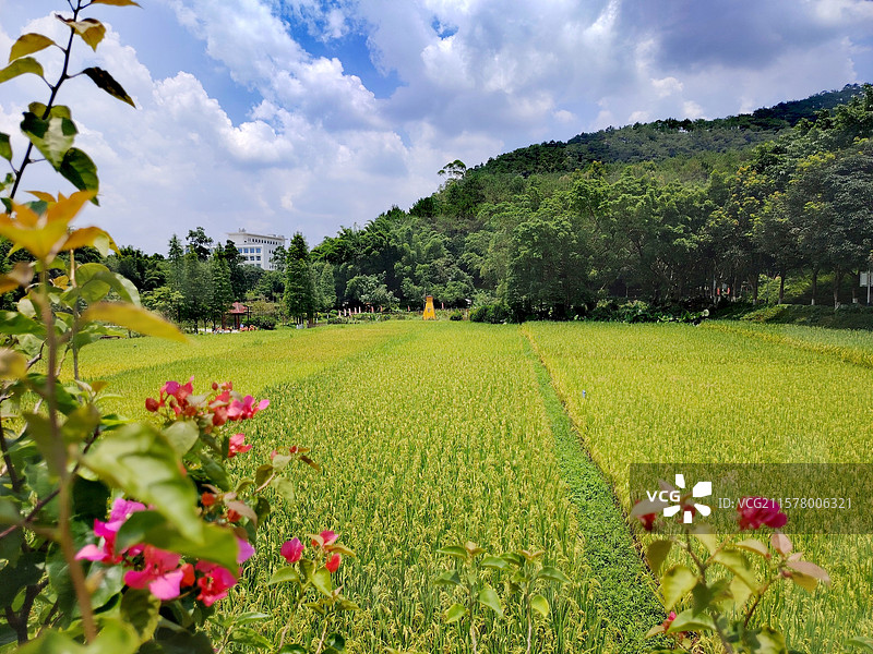 夏天的田园风光美如画3图片素材