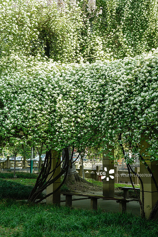 紫藤花与七里香图片素材