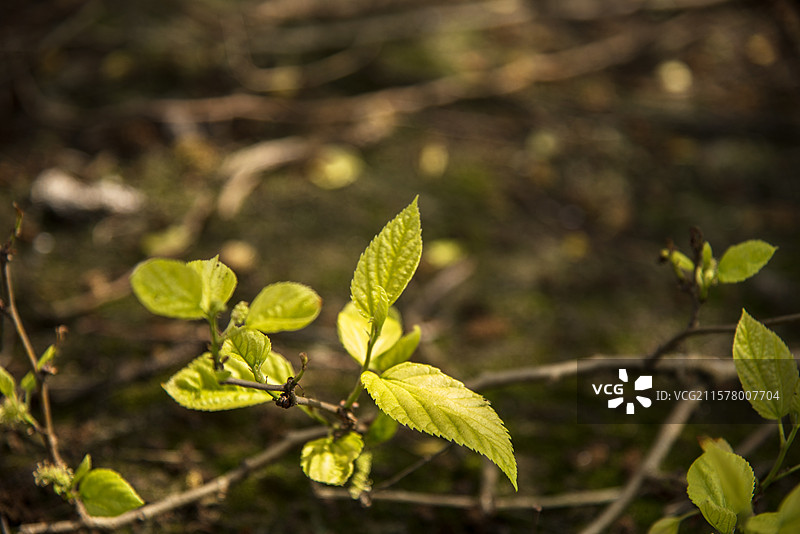 树枝上的嫩叶图片图片素材
