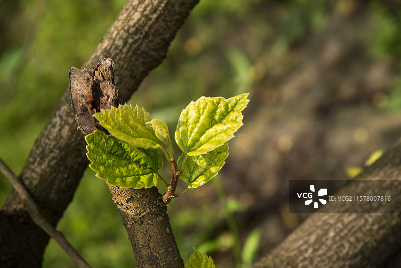树枝上的嫩叶图片图片素材