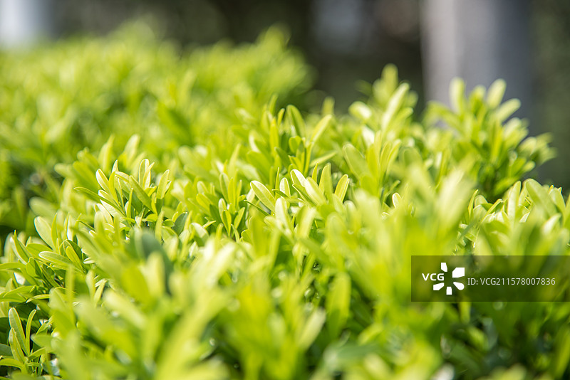 树枝上的嫩叶图片图片素材