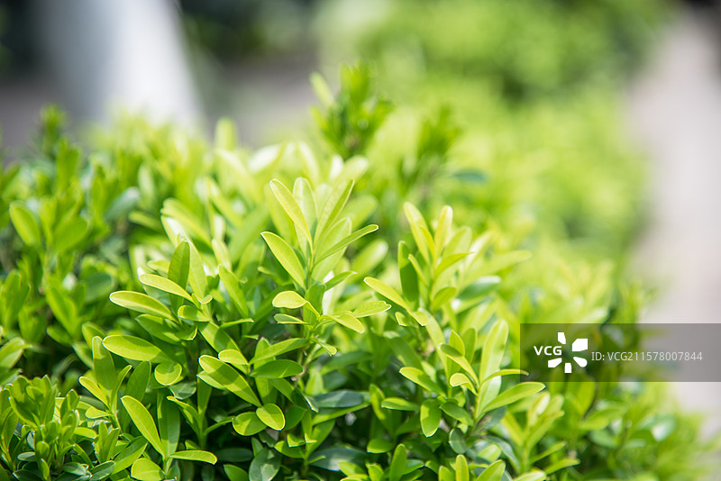 树枝上的嫩叶图片图片素材