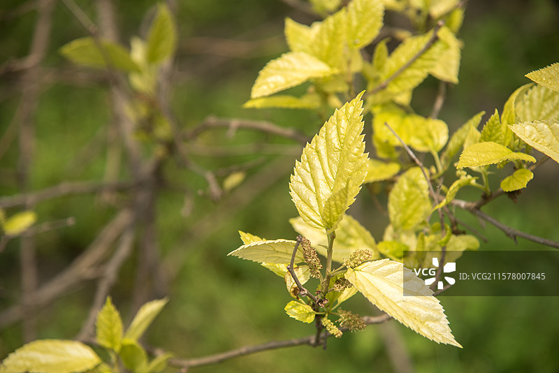 树枝上的嫩叶图片图片素材