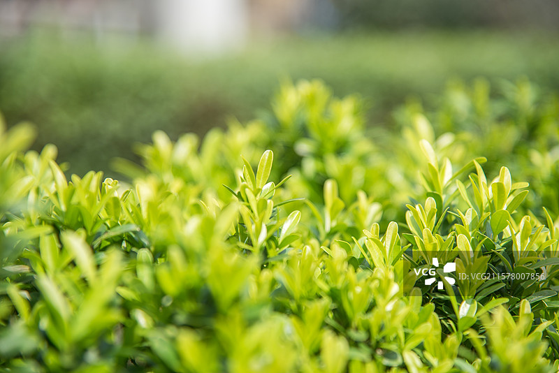 树枝上的嫩叶图片图片素材