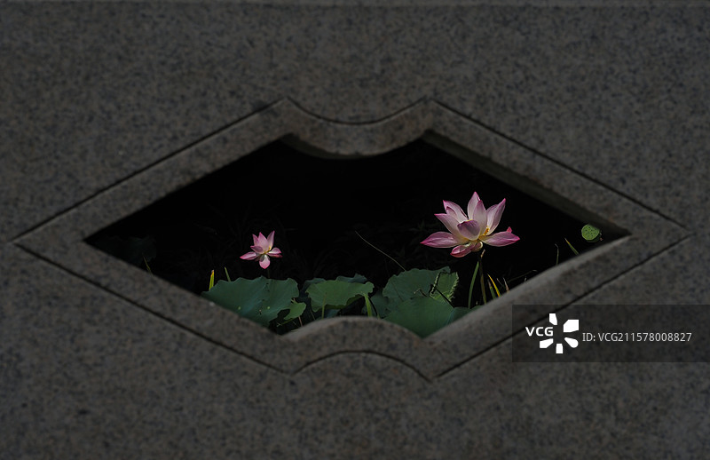 画中盛开的荷花图片素材