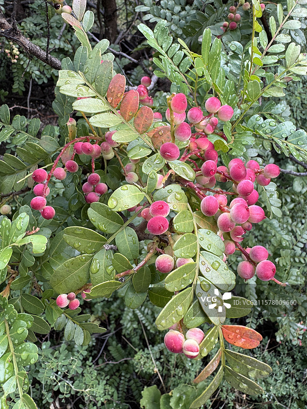 粉果冬青图片素材
