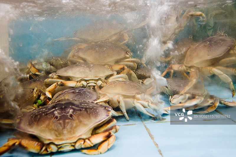 在水里的珍宝蟹图片素材