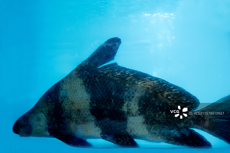 冰块上的剥皮鱼图片素材