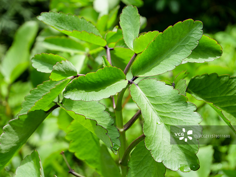 中药草商用实拍图 大叶落地生根中医绿色中草药草本植物图片素材