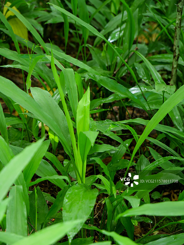 中药草商用实拍图 土田七姜田七三七姜姜三七中医绿色中草药草图片素材