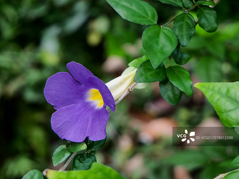 中药草商用实拍图 直立山牵牛花蓝吊钟中医绿色中草药草本植物图片素材