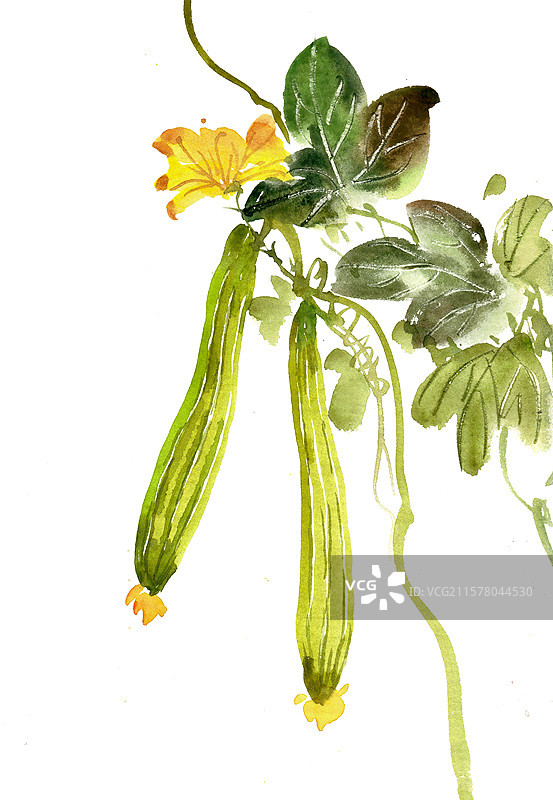 生长的丝瓜图片素材