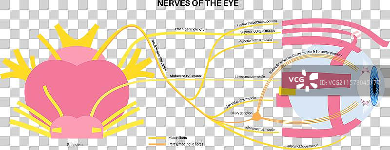 眼睛的运动神经图片素材