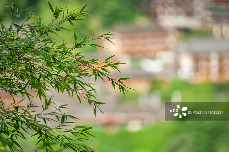 竹子特写背景素材图片素材