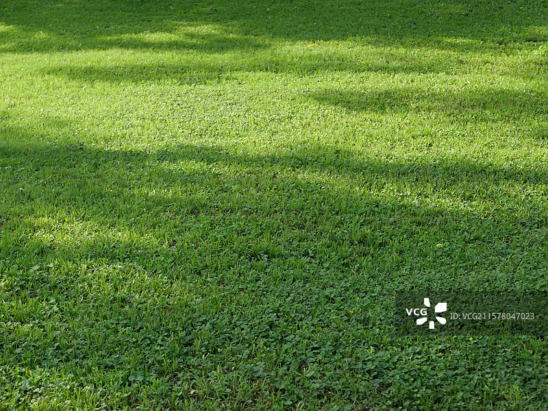 斑驳光影的草地图片素材