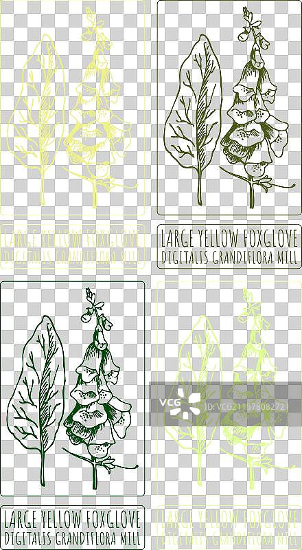 一组绘制各种姿态的大黄花毛地黄图片素材