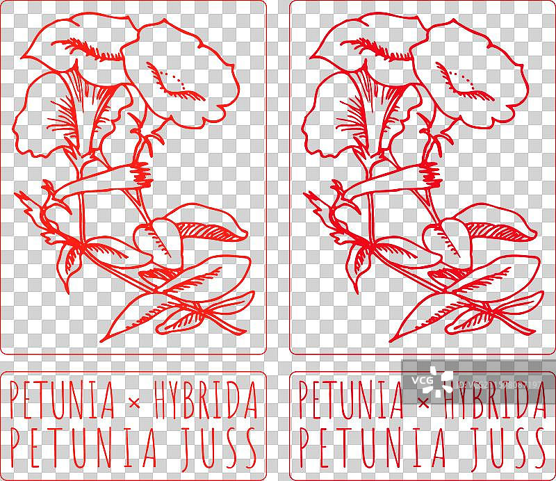 drawing petunia hybrida hand drawn图片素材