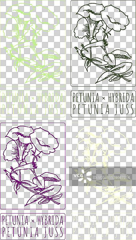 各种颜色的矮牵牛花绘画作品集图片素材