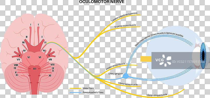 动眼神经海报图片素材