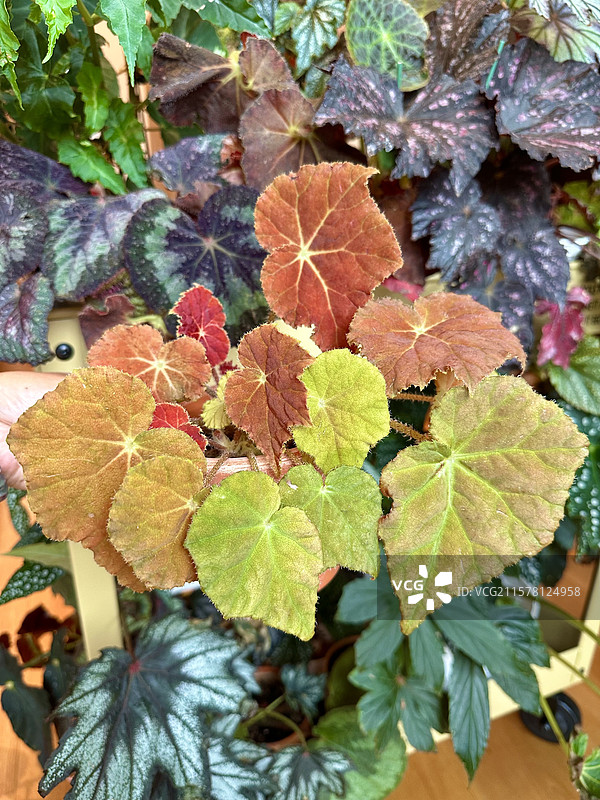 阳光下的植物秋海棠（秋之华）主视图图片素材