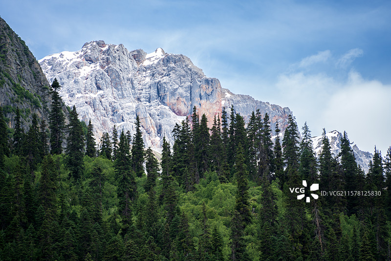 雪山下松林图片素材