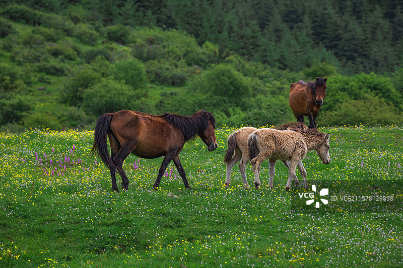 茂县赤不苏牧场图片素材