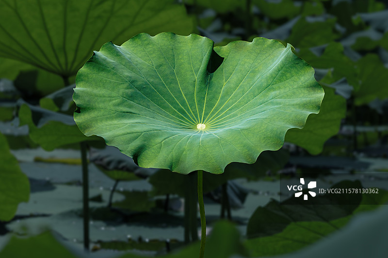 夏季的荷花叶子 荷叶 特写图片素材