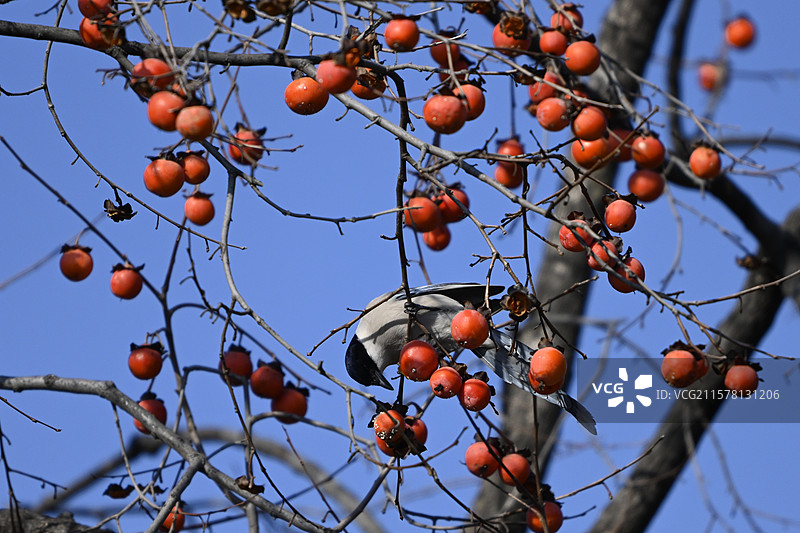 红柿子树上的小鸟吃果实图片素材