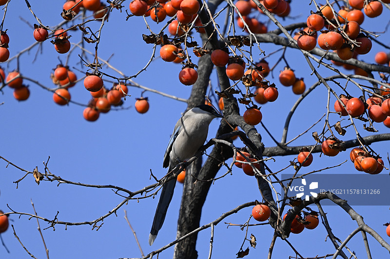 红柿子树上的小鸟吃果实图片素材