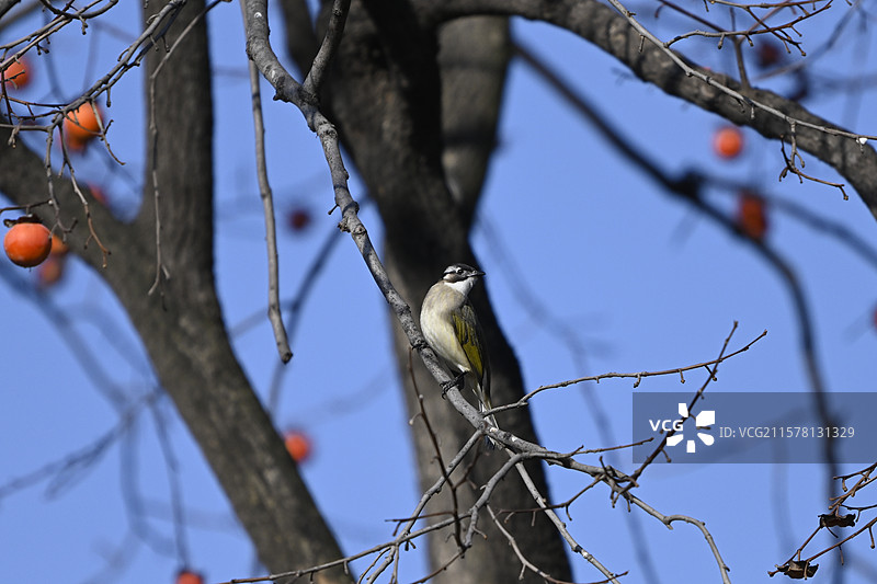 红柿子树上的小鸟吃果实图片素材