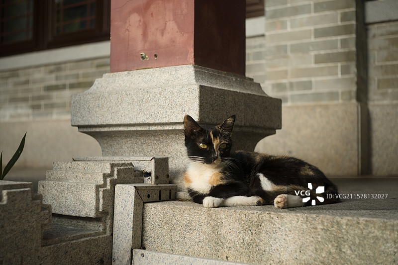 荔枝湾的懒猫图片素材